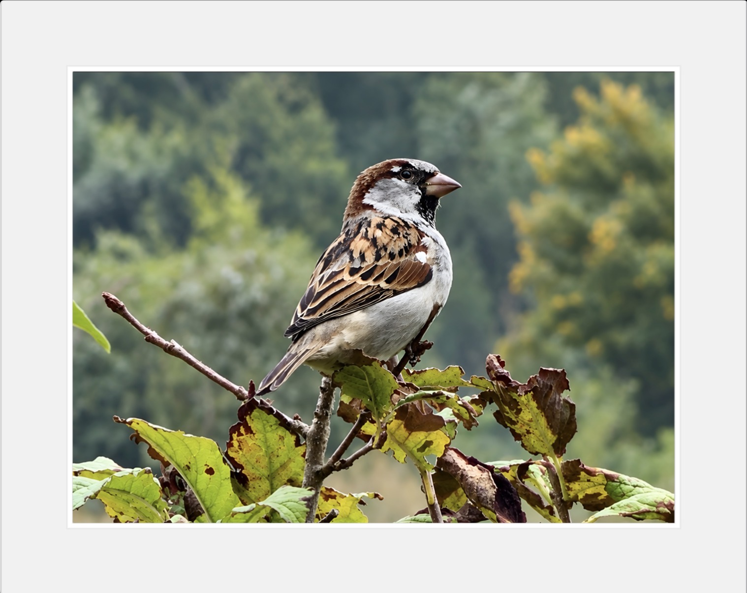 Huismus op een tak tussen herfstbladeren