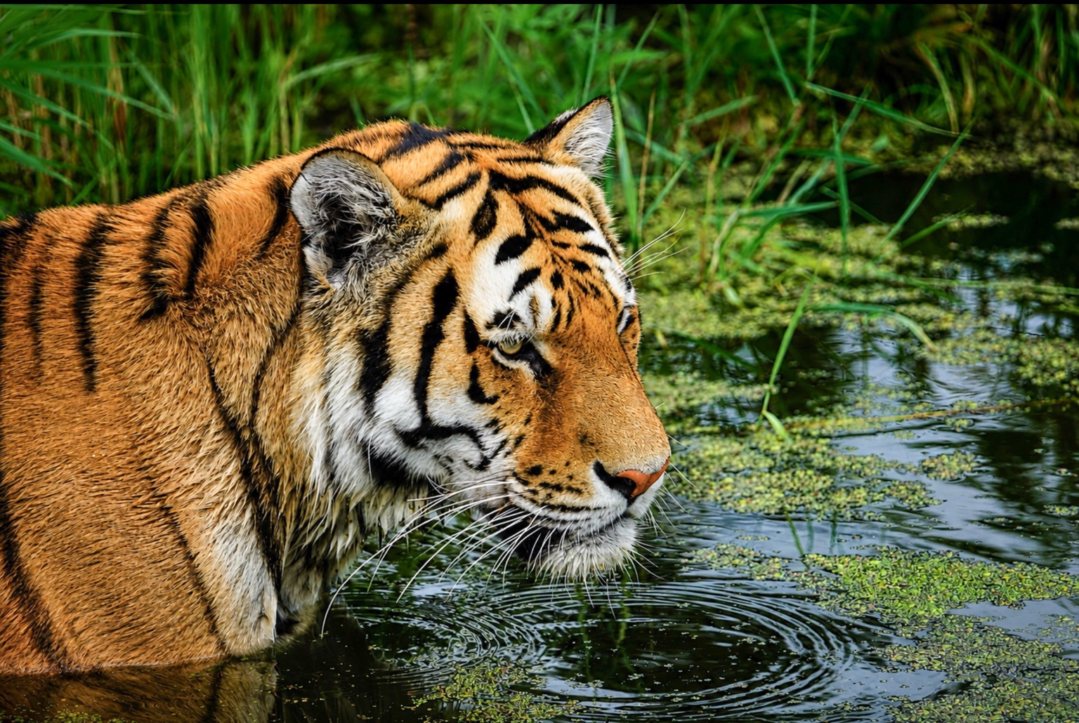 Tijger in het water tussen groene begroeiing